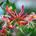 Fleur de Bach Honeysuckle