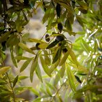 Fleur de Bach Olive