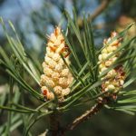 Fleur de Bach Pine
