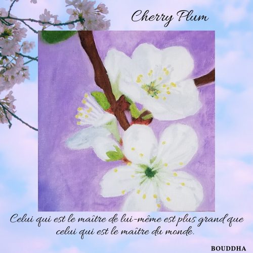 Peinture Cherry Plum